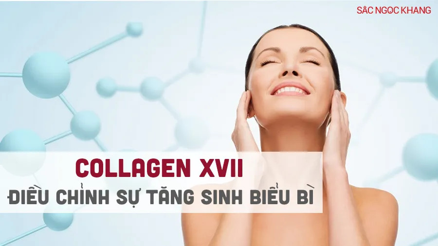 Collagen điều chỉnh sự tăng sinh biểu bì ở da trẻ và da già